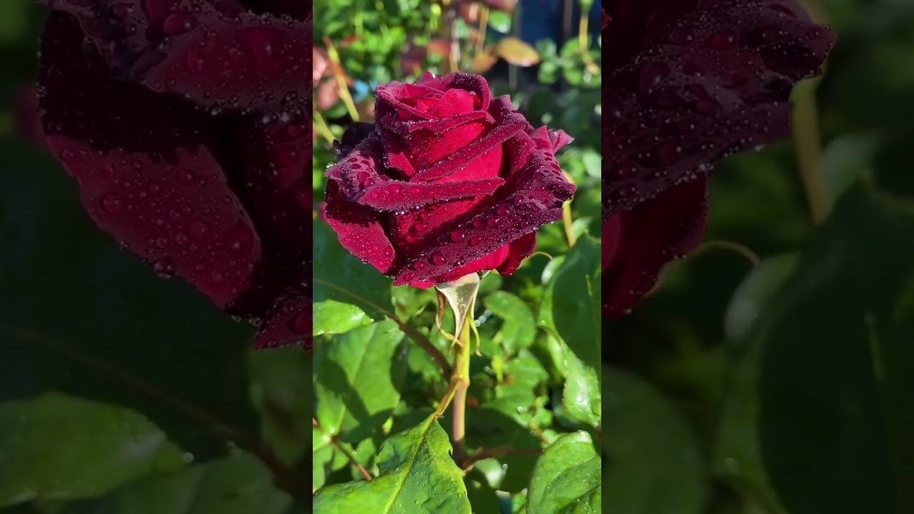 #rose