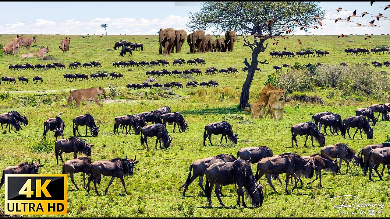 4K African Wildlife: Samburu National Park, Kenya - Scenic Wildlife Film With African Music