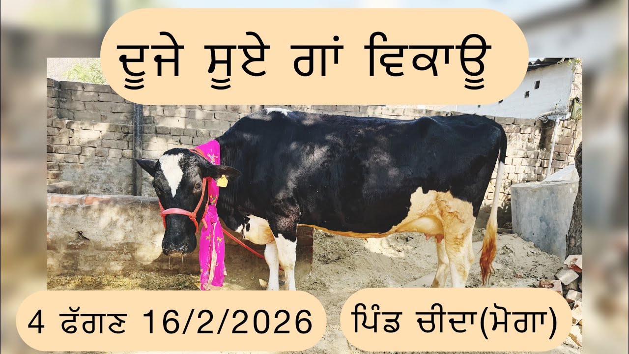 ਦੂਜੇ ਸੂਏ ਗਾਂ ਵਿਕਾਊ,ਪਿੰਡ ਚੀਦਾ ਜ਼ਿਲਾ ਮੋਗਾ ॥