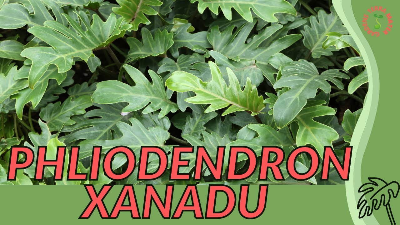 Информация и советы по выращиванию филодендрона ксанаду (Thaumatophyllum xanadu)