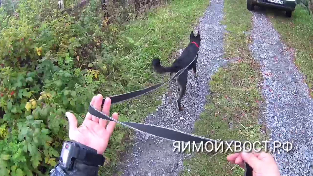 Выгул на длинном поводке. Для участников курса ГОРОДСКАЯ СОБАКА.