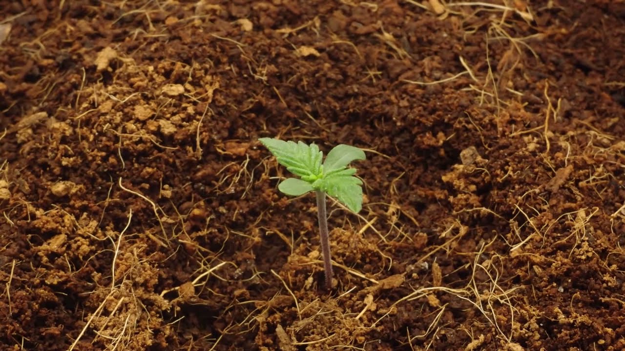 Cannabis Timelapse - Plant growth sped up 17,000x