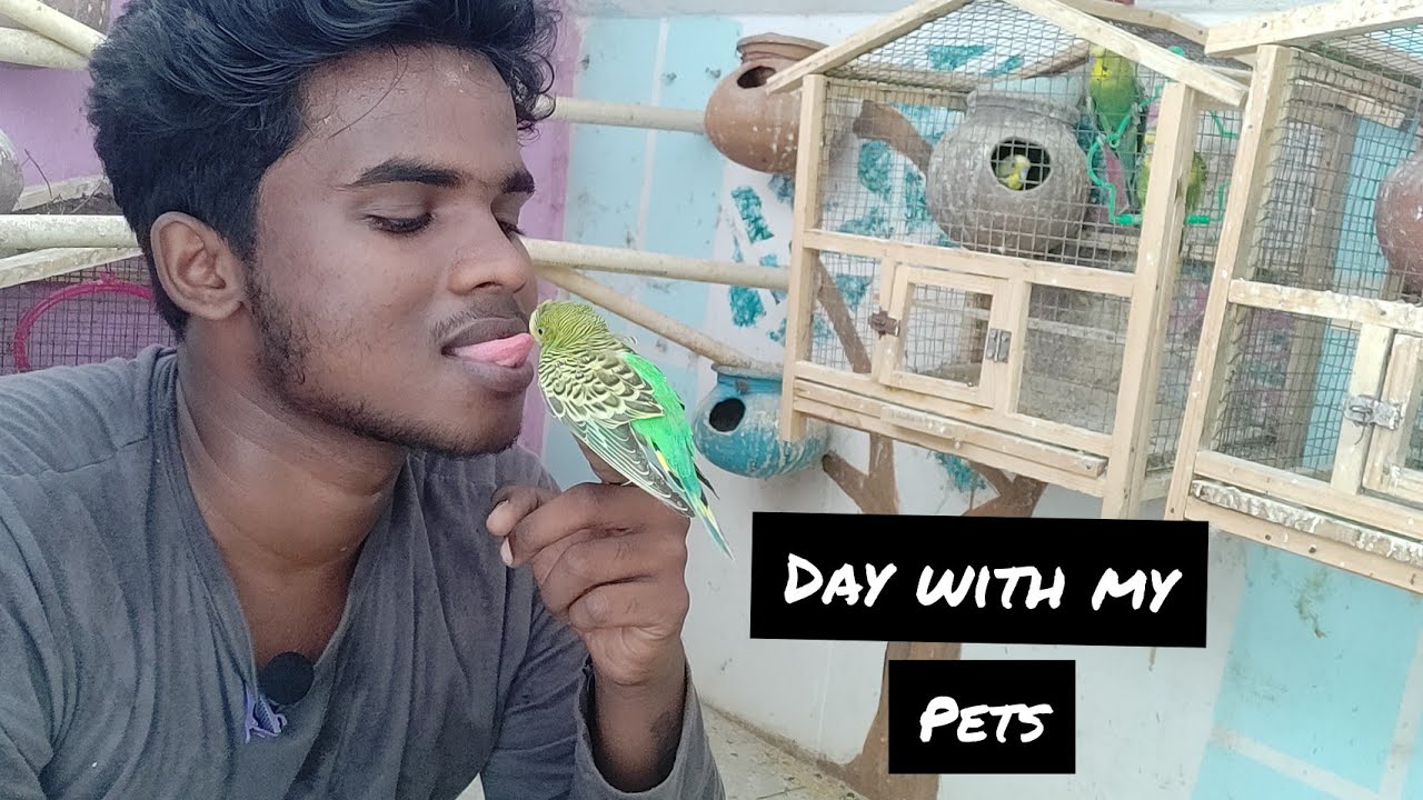 Day with my pets😍/love Birds/Akilan Bikers vlog/தமிழ்