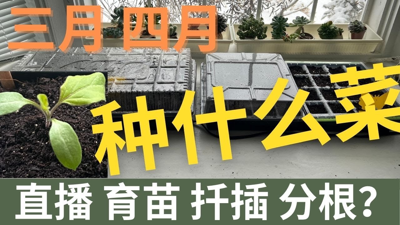 【种菜】春种蔬菜选择和日历｜三月四月种什么菜？播种育苗示范. Vegetables for spring planting