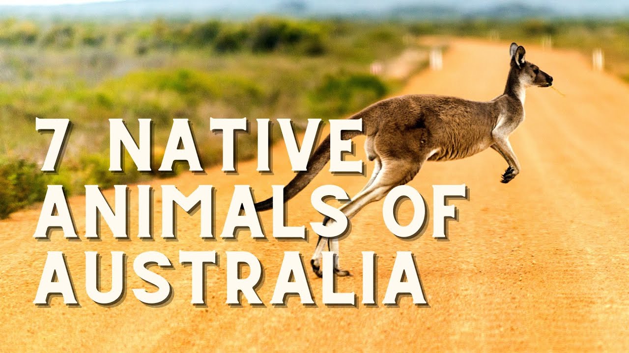 7 NATIVE ANIMALS OF AUSTRALIA