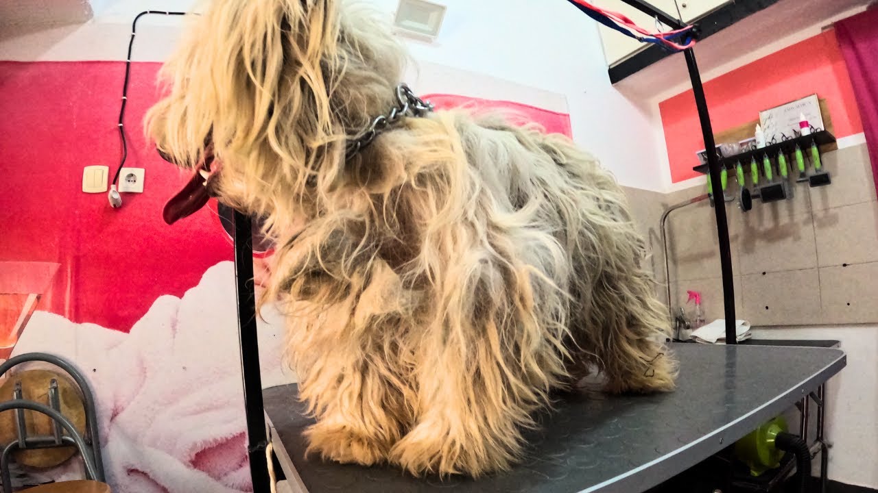 Maltese in Terrible Condition: A Heroic Recovery and New Chance