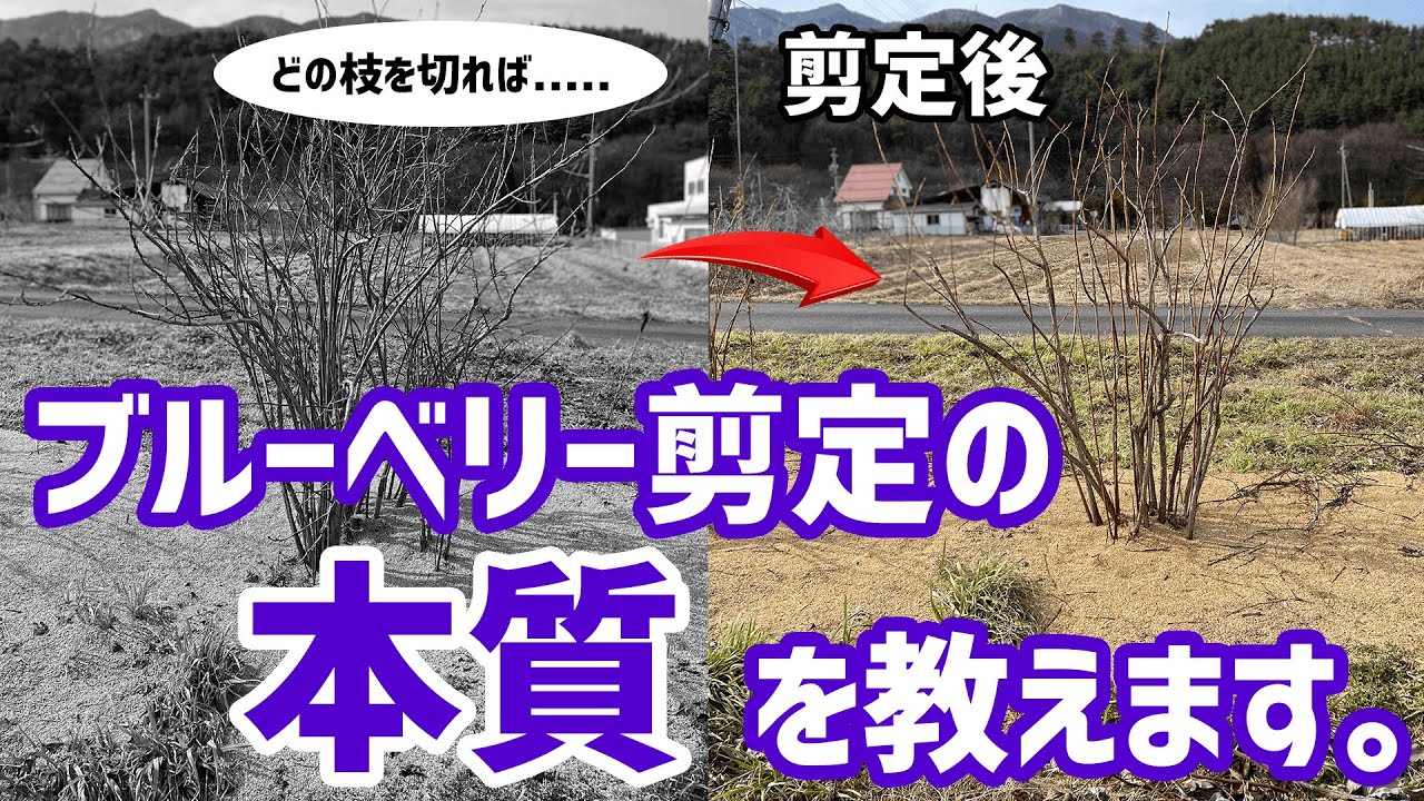 【初心者必見!!】超大事なブルーベリーの剪定で気を付けるべきこと5選【無肥料栽培】【道法スタイル実践レポート】