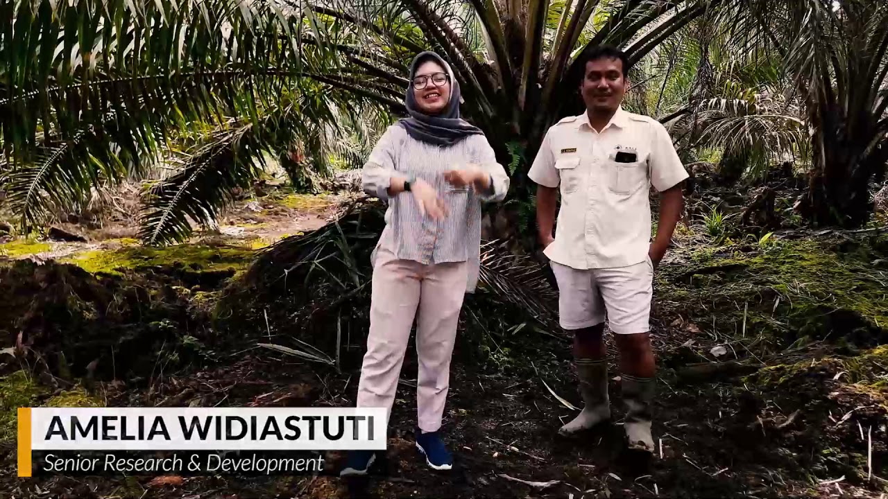 Lahan Gambut untuk Sawit? Asisten ini akan menjawabnya.
