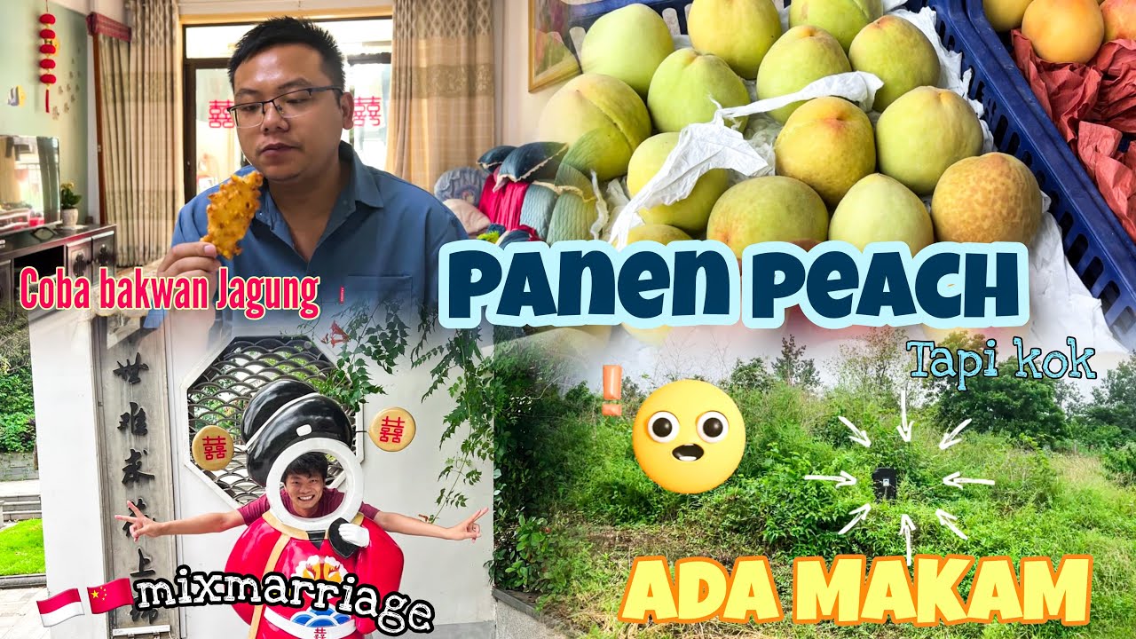 PETIK BUAH PEACH DAN MELIHAT REKREASI YANG TERBENGKALAI AKIBAT PANDEMI DI LUAN CHINA