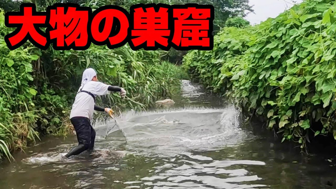 台風の恩恵！？普段は入れない小川で投網を打ったらヤバかった！