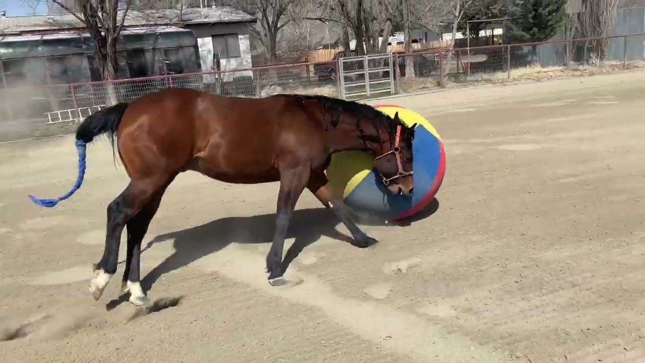 Lawson -Ball Play-3-13-26