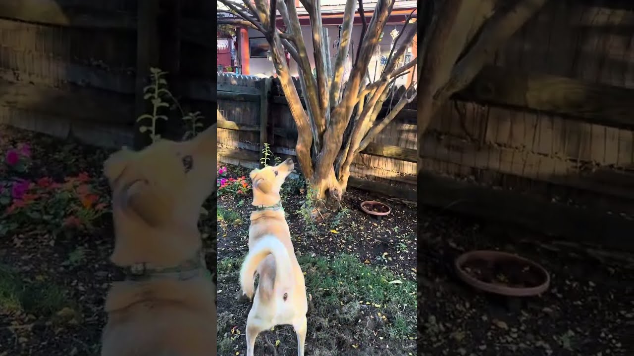 My dog jack reacts to a squirrel #dogsniffing #jackthedog #dogplaying #squirrel