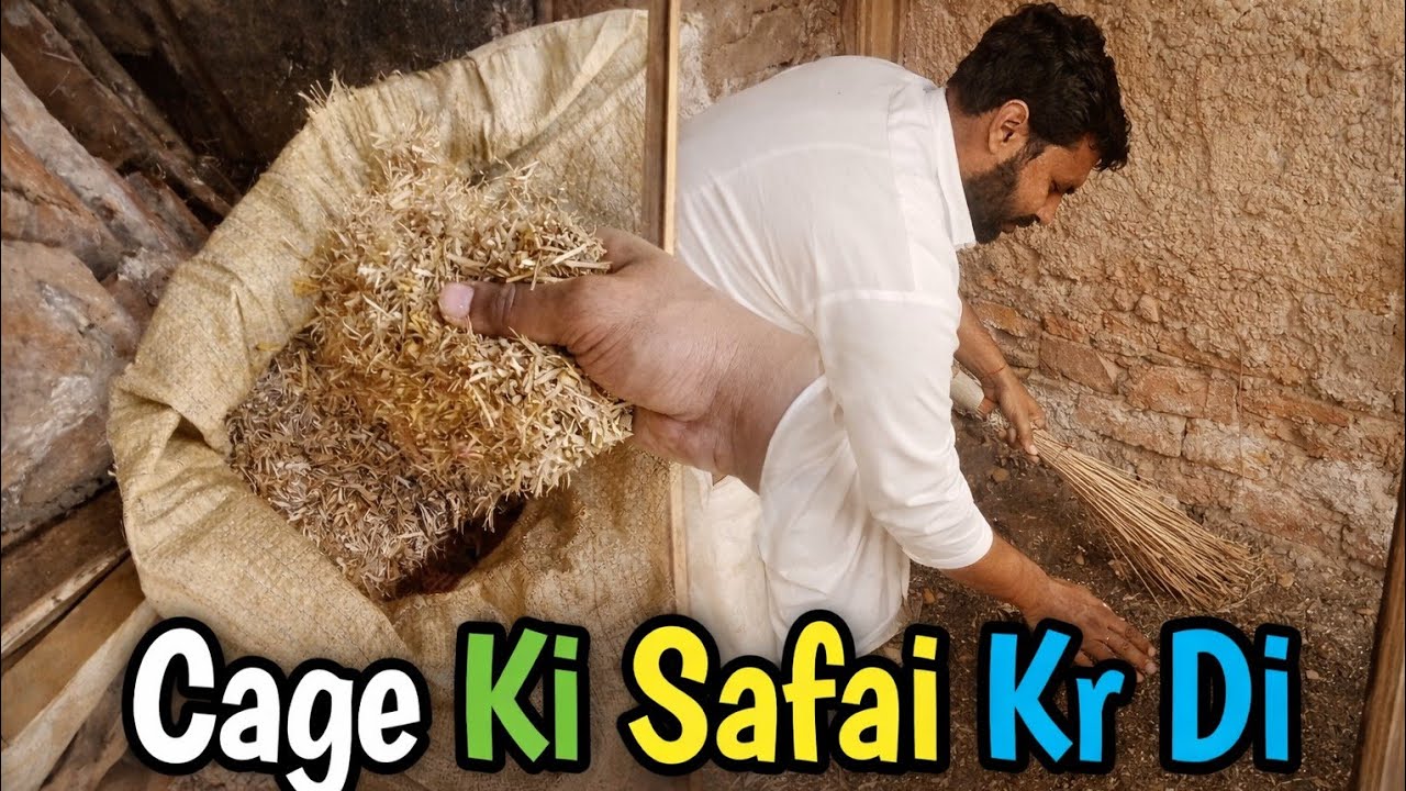 Hens 🐔 Kay Cage Ki Safai Kr di