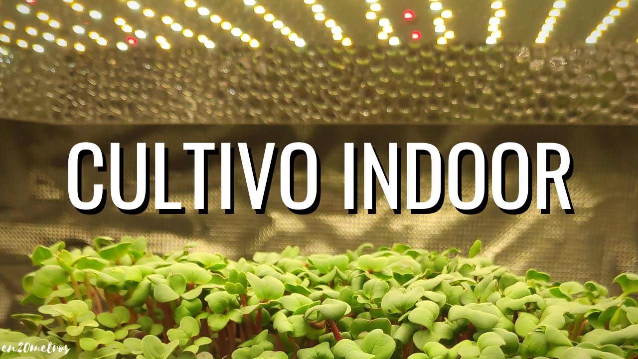 CULTIVA ALIMENTOS SIN SOL: lechugas, tomates, microgreens REVIEW MARS HYDRO GROW LIGHT || en20metros