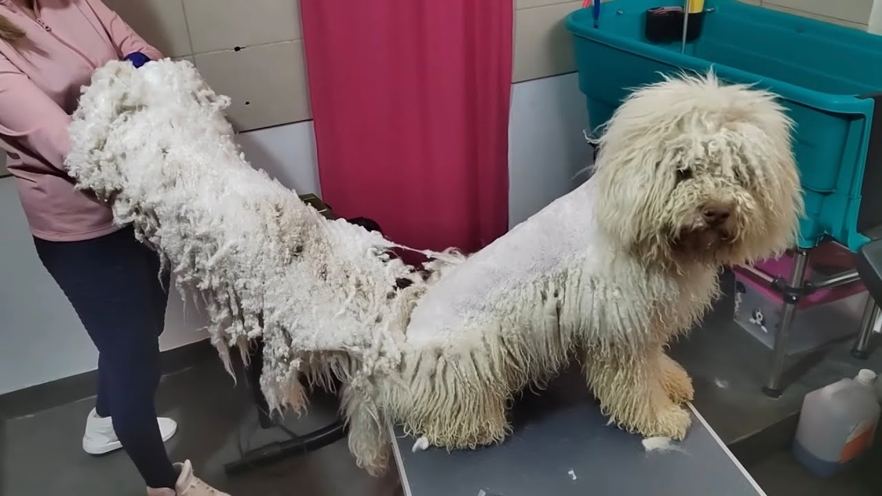 Уход и купание бездомной собаки #уходзасобой @groomingstudioleni