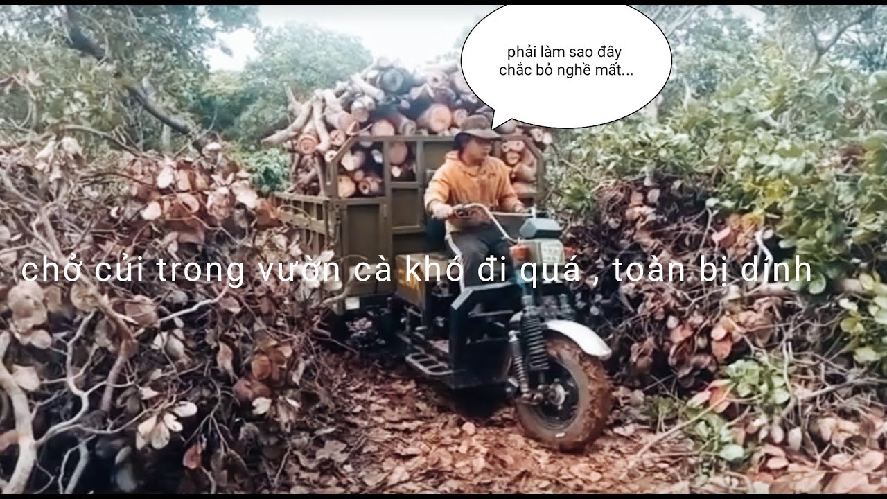 Xe ba gác bánh đôi chở củi điều bán kiếm tiền mua gạo/Three-wheeled cart carrying firewood #giaitri