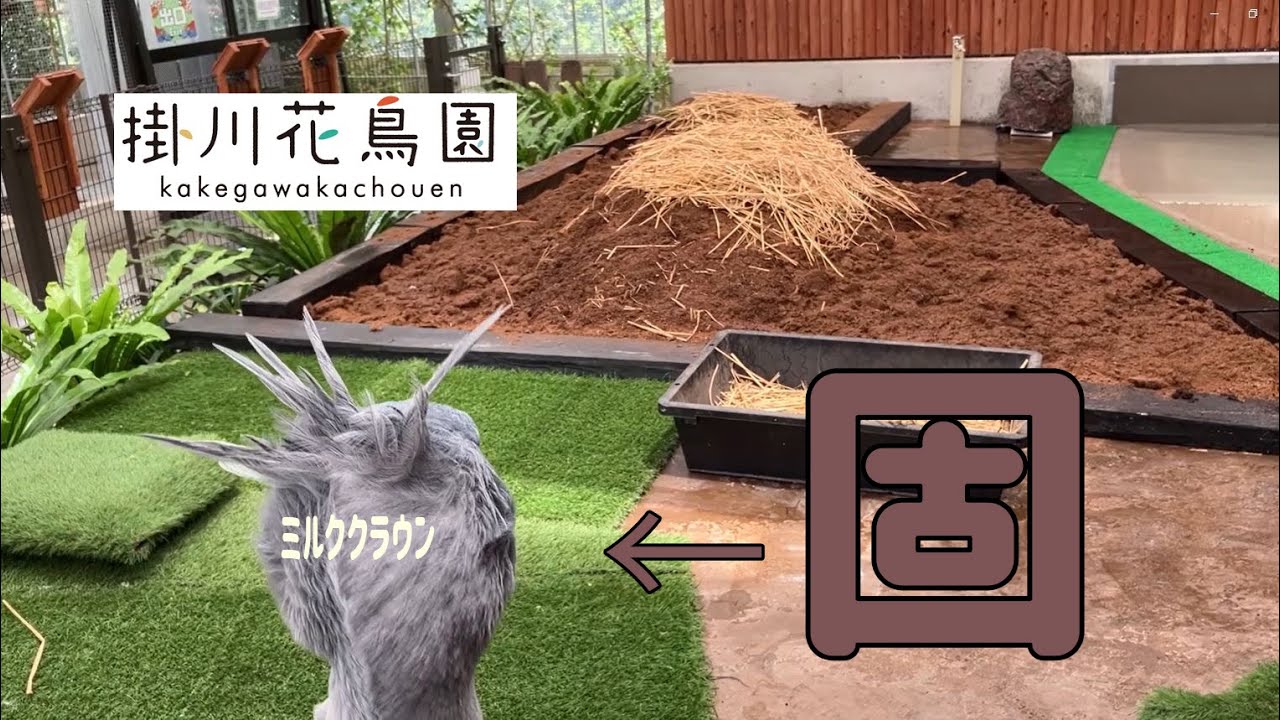 【掛川花鳥園公式】後頭部がミルククラウンなハシビロコウのふたば、増えた土を見て固まる。
