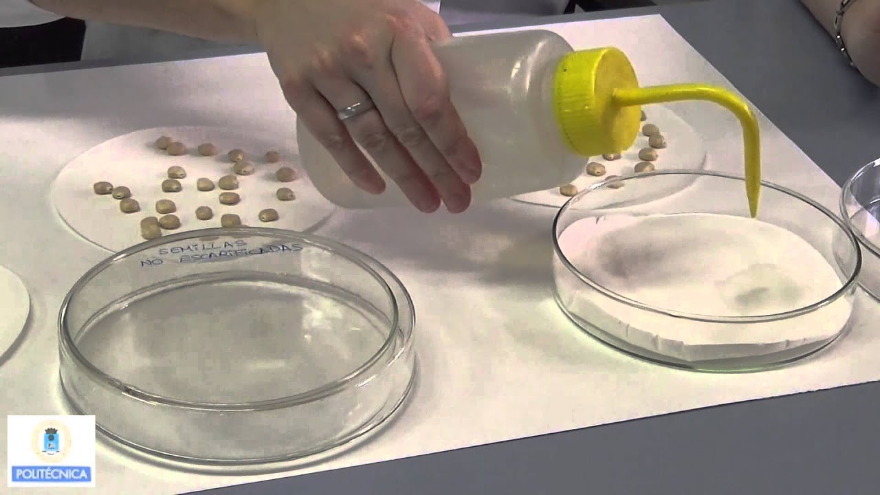 Práctica de germinación y dormición de semillas