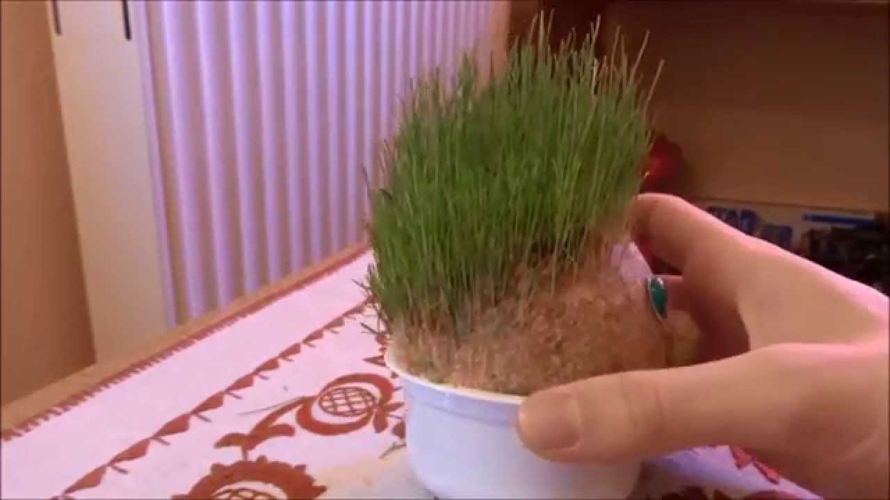 Fűfej