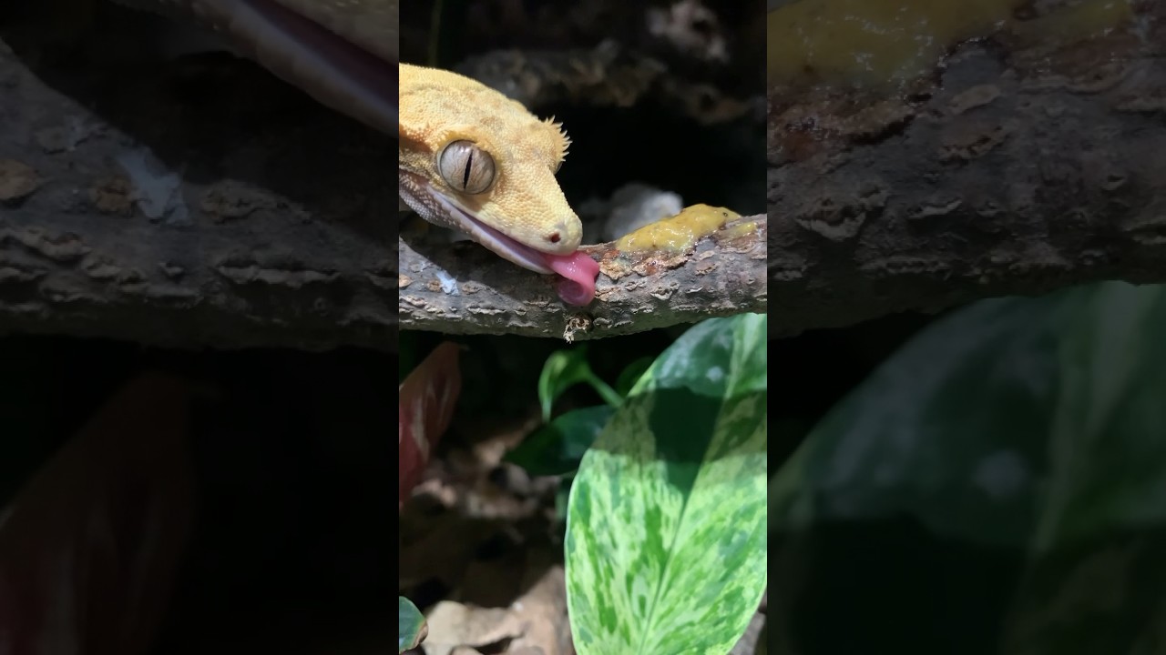 Are We Feeding Our Crested Geckos Correctly?