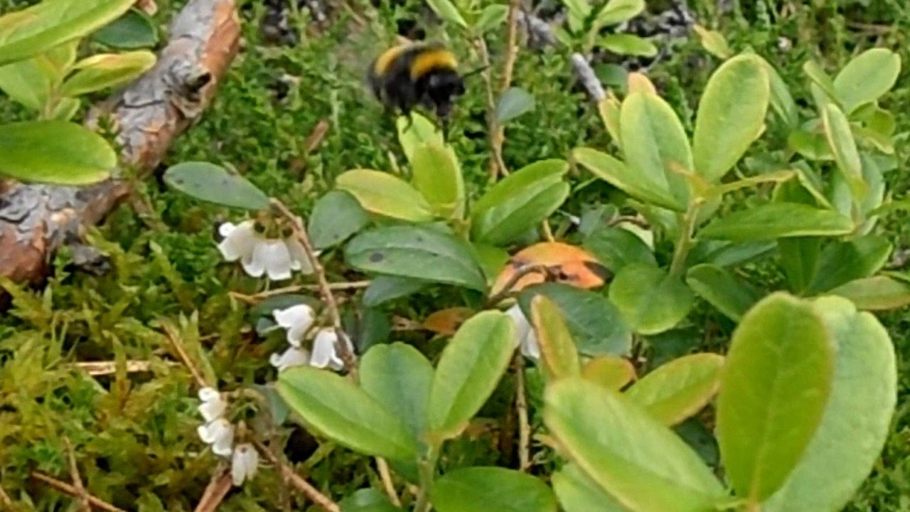 Plenty of flowers on the lingonberry & the Bumble Bees collect nectar and pollinate them