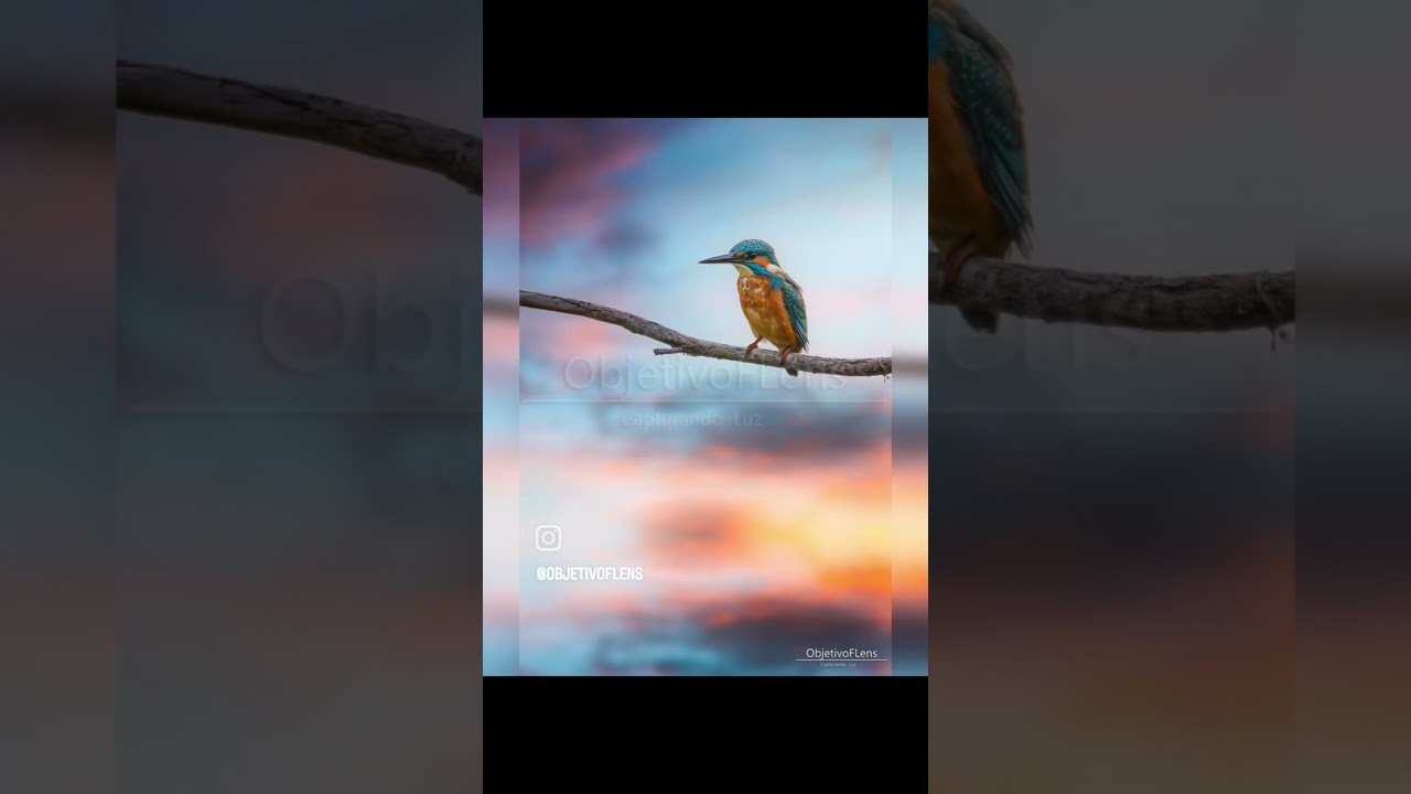 kingfisher 