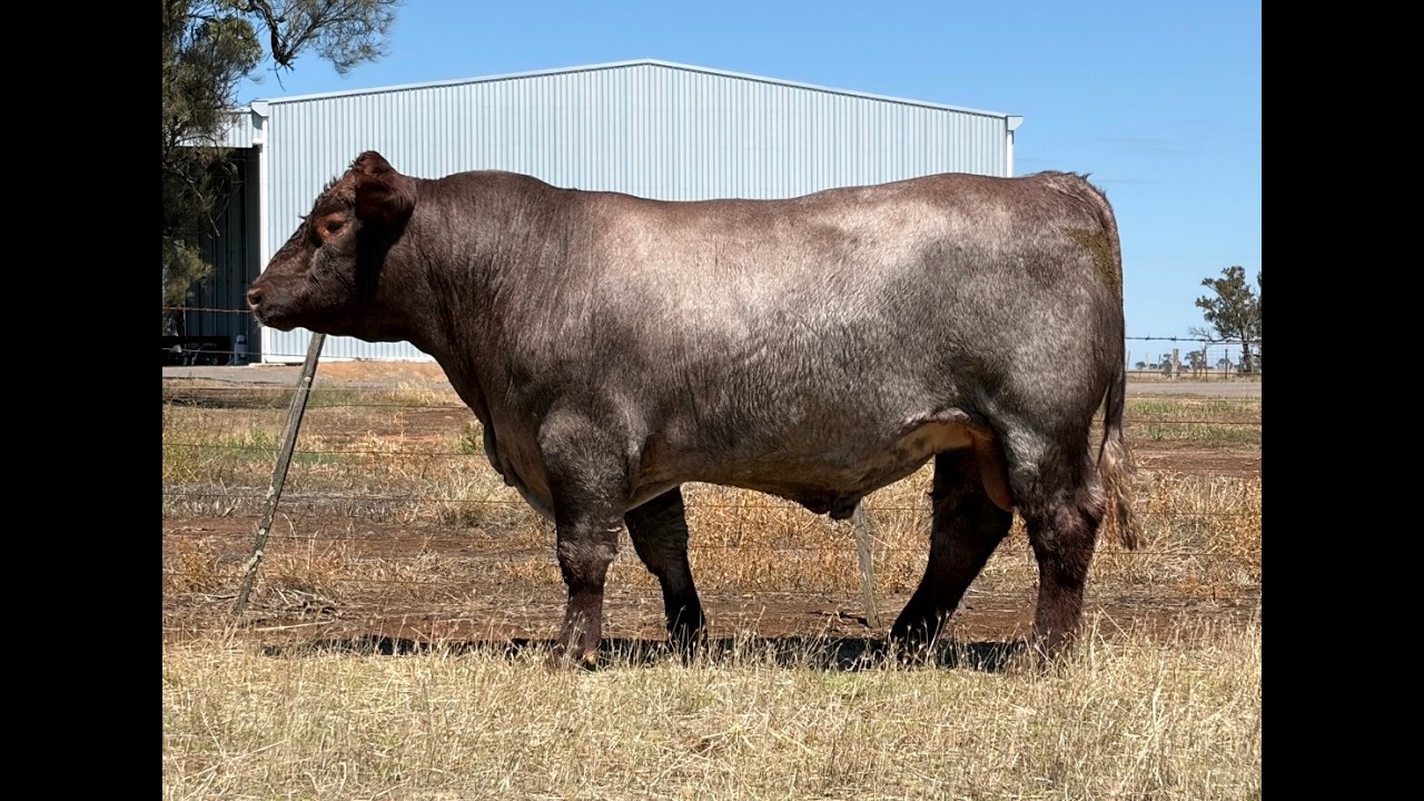 Lot 4  -  Caskieben Slurpie V35