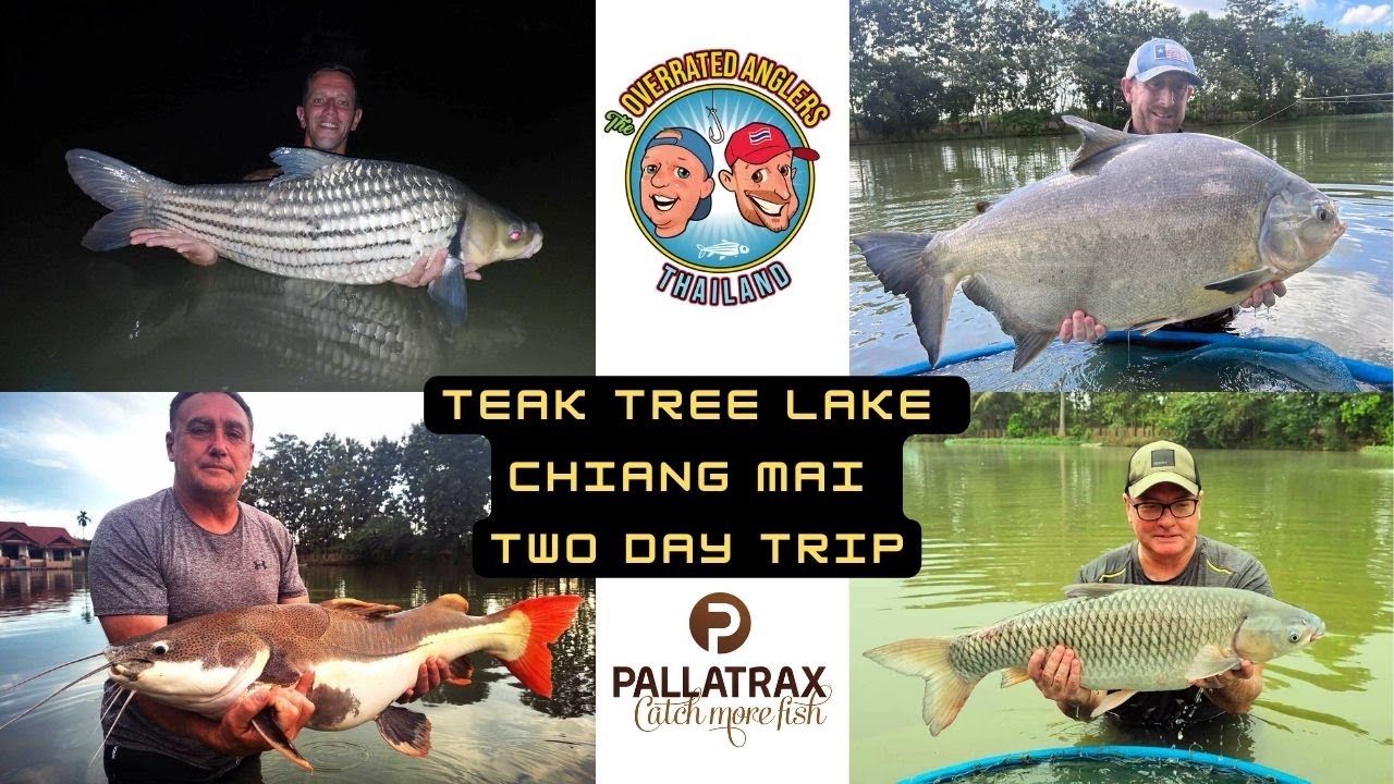 The Overrated Anglers - Fishing in Thailand - Teak Tree Chiang Mai two day trip carp and predators.