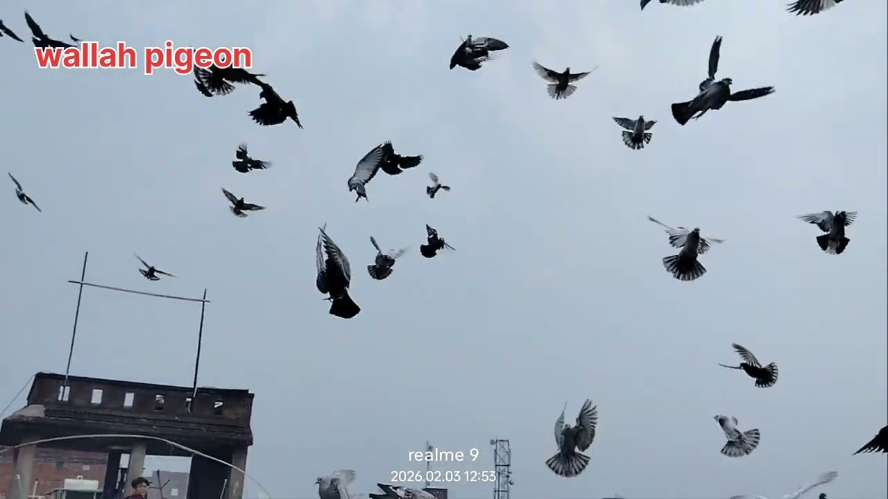 Aaj ke teen kabutar shikar ll teen kabutar Ka shikar ll Kanpur ki Gola Kabootar laiya