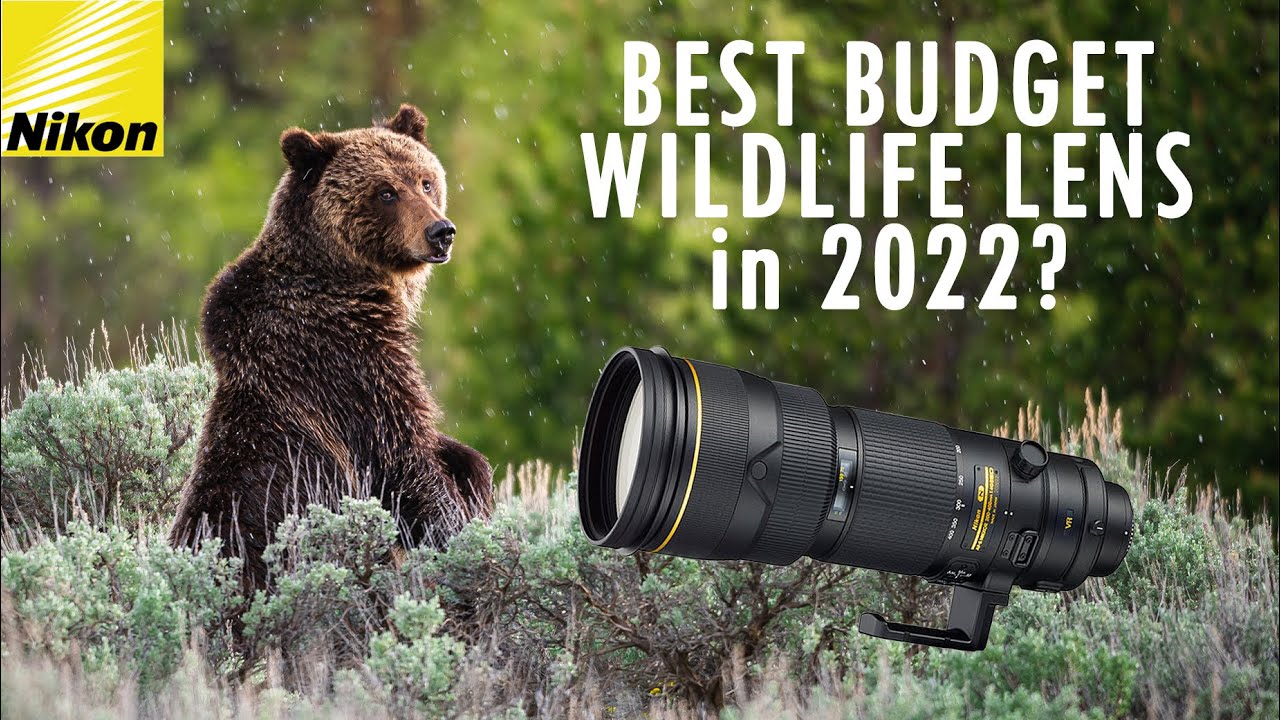 Wildlife from Yellowstone - NIKON 200-400mm f4 VRII on Z6II - Review