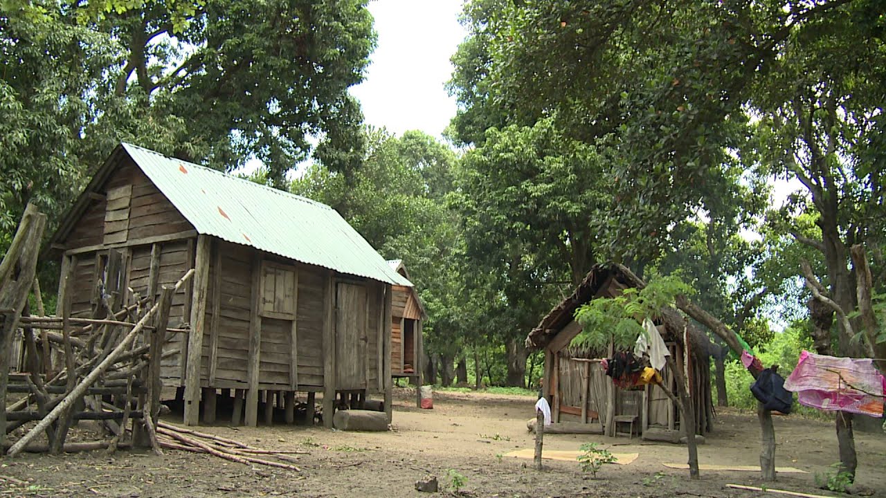 The Zebu and the Zama