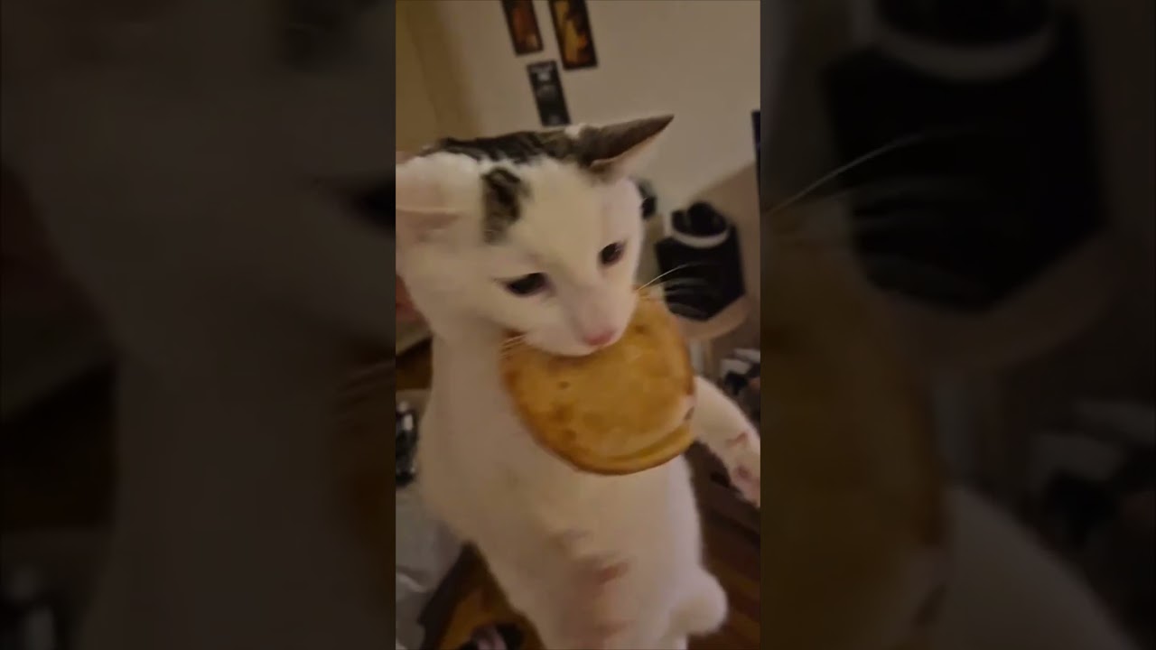 Sneaky Cat Grabs Burger Bun and Devours It Fast