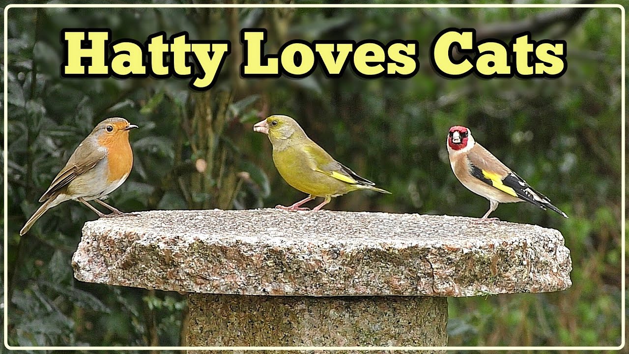 Birds for Cats to Watch 🐱 Press play and watch your cat's ears perk up and eyes lock in!