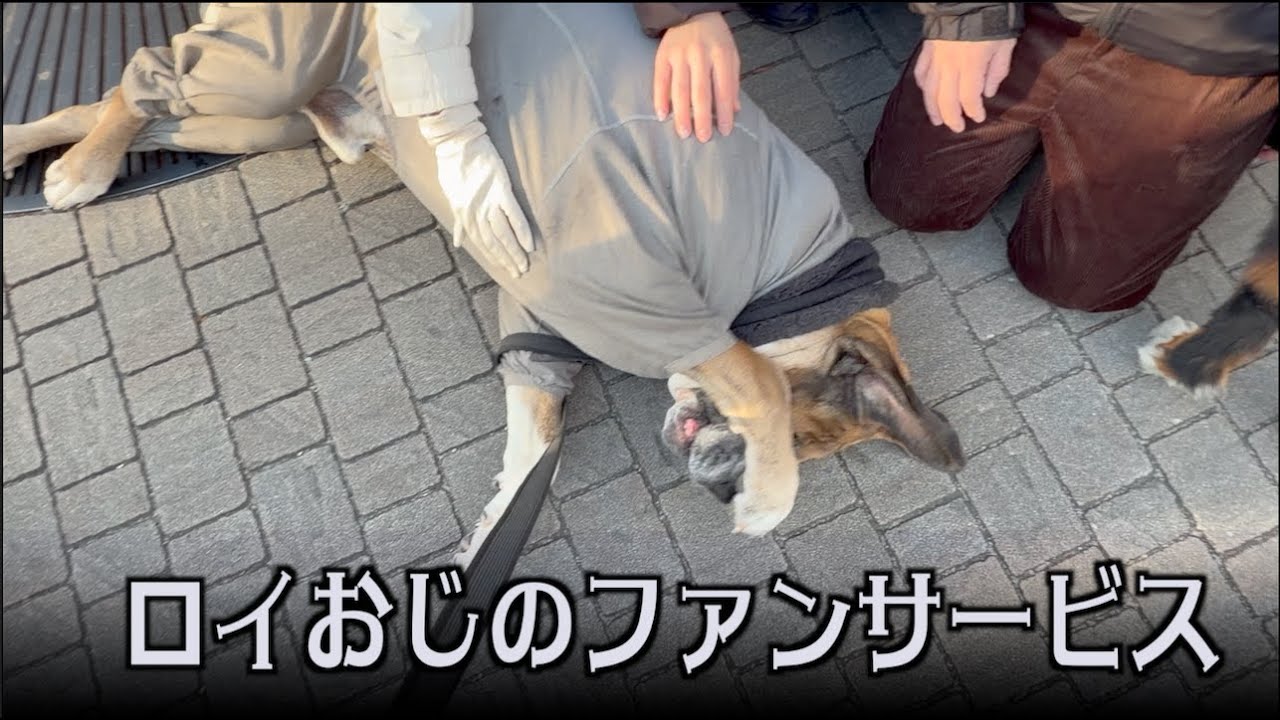 ロイおじファンサービスするようになったねぇ