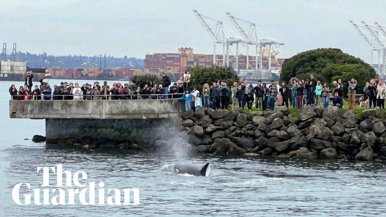 Pod of killer whales amaze Seattle onlookers with rarely seen bird hunt