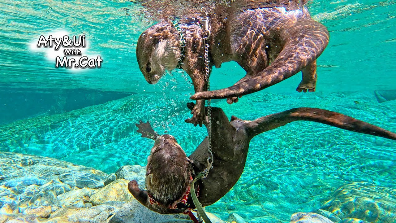 Otters Spending in the River Like in a Comedy Cartoon [Otter Life Day 937]