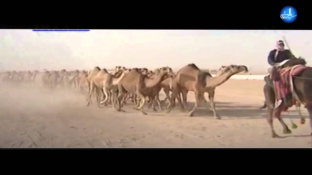 شيلة بمناسبة فوز ( زعيم هذيل ) الشيخ حماد الصليمي بالمركز الاول في الموروث الشعبي بدولة الكويت