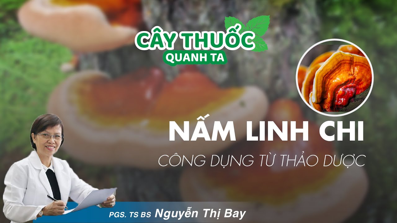 Những tác dụng của nấm linh chi đối với sức khỏe mà bạn chưa biết | Nhịp Sống Khỏe VOH