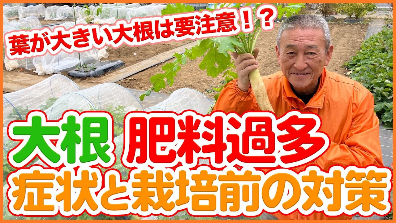 家庭菜園や農園の大根栽培で葉が大きい大根は要注意！？肥料過多の症状と対策など大根の育て方を徹底解説！【農園ライフ】/Tips for Growing white radish in November.
