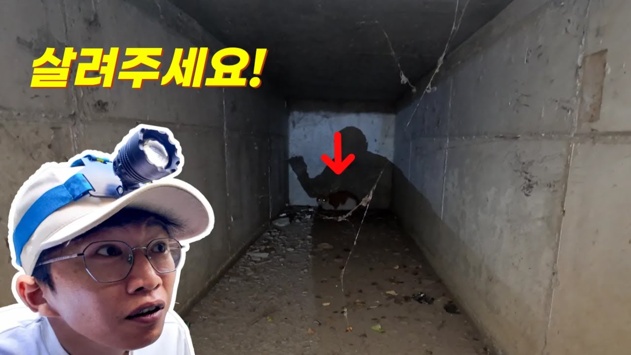 하수구에 빠진 고양이를 발견했습니다! 알고보니!