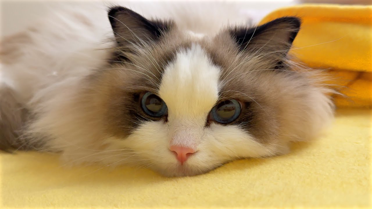 主视角 小猫陪你睡觉 #cat #cutecat #ragdollcat #catlover #catshorts #pets #貓 #布偶貓 #寵物