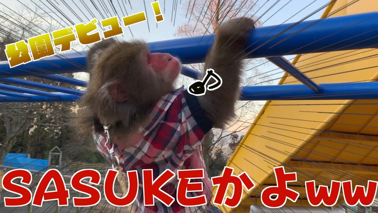 天才猿カイくん、公園デビュー！アクロバットすぎてついて行けないよ！！
