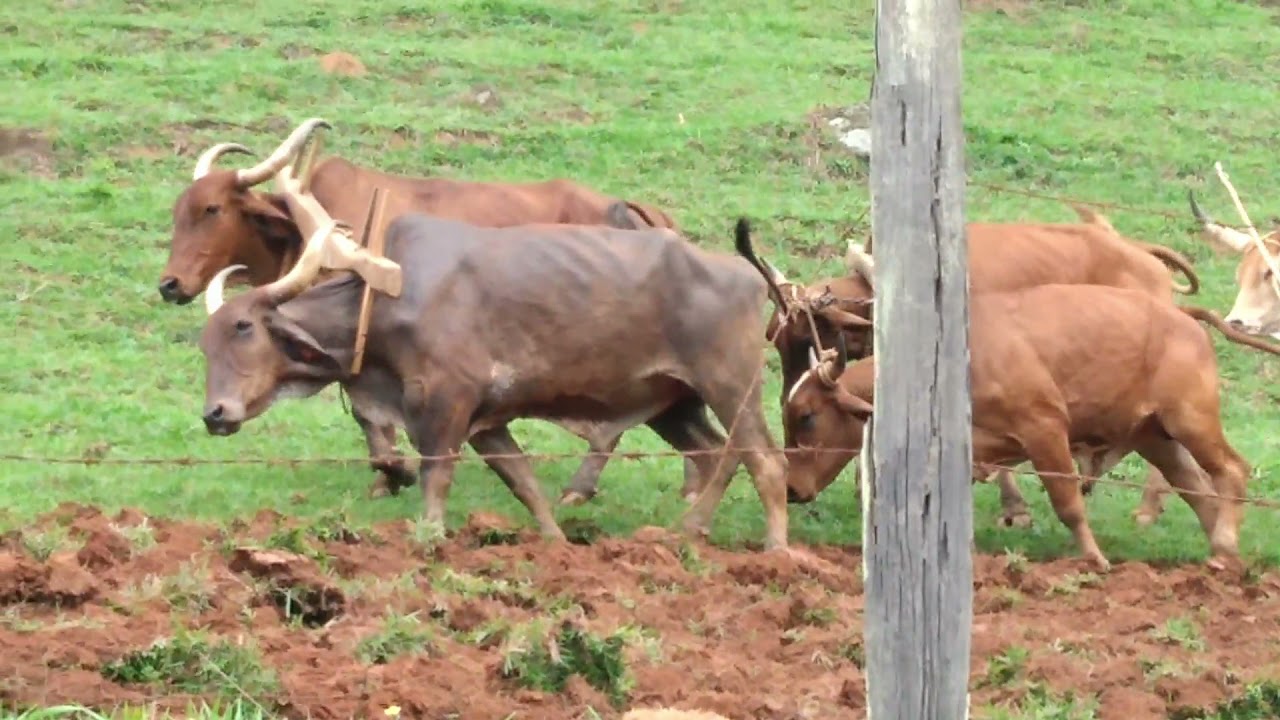 ARANDO A TERRA, jeito tradicional, com três juntas de boi!