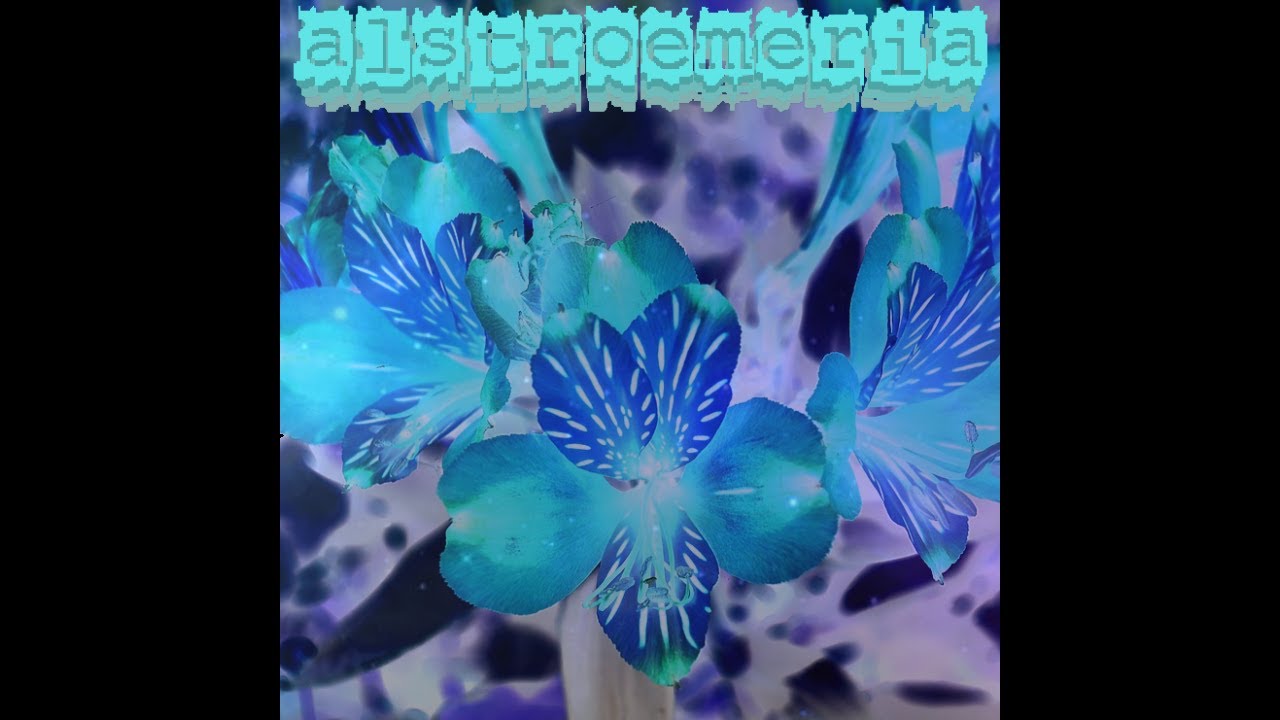 Alstroemeria | NAPCAST
