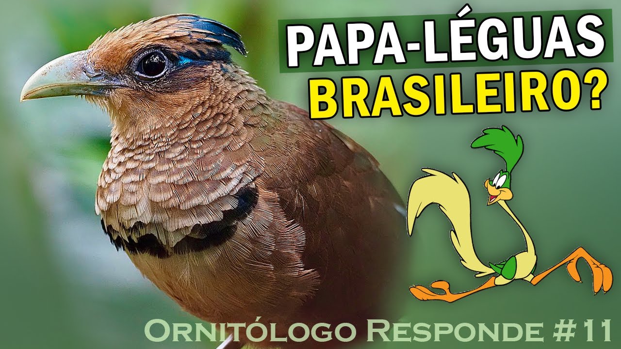PÁSSAROS FICAM 