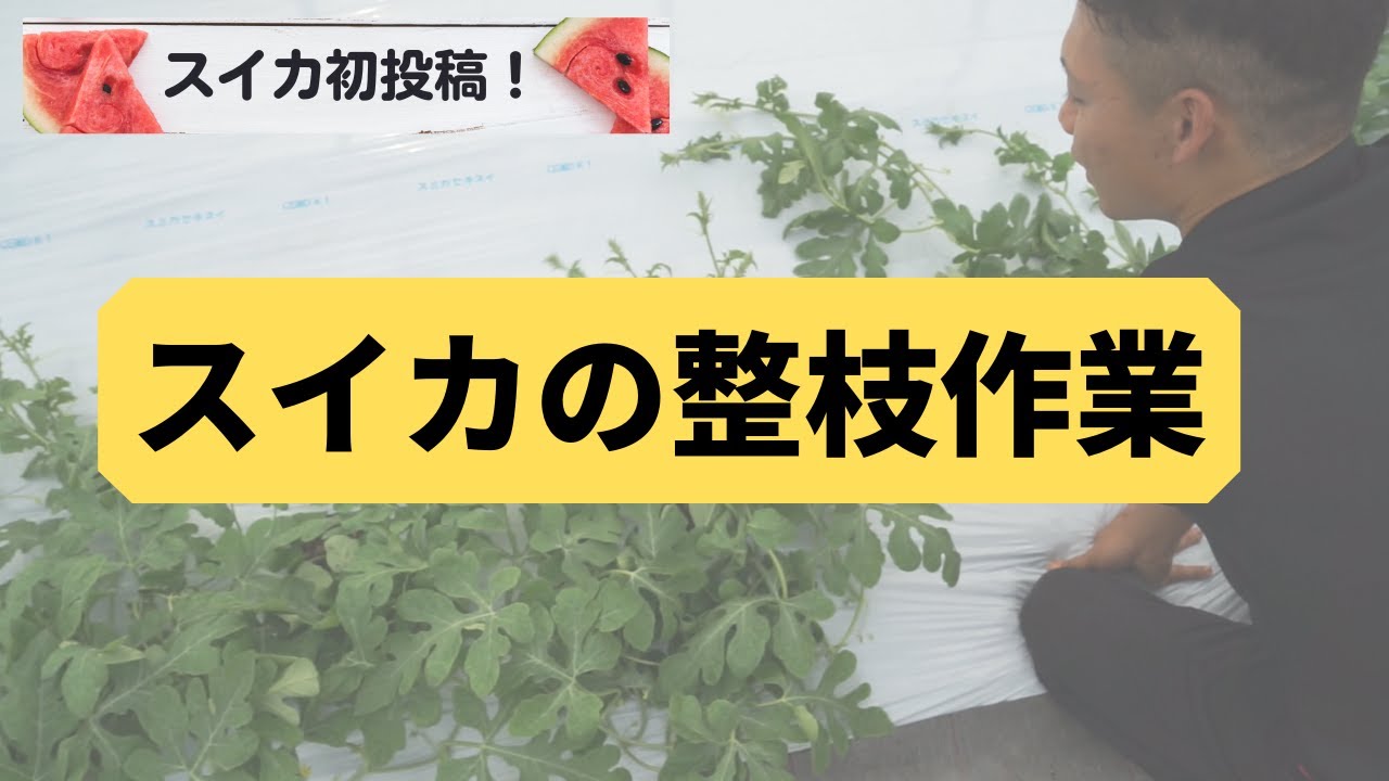 【スイカ動画初投稿】スイカの整枝作業におけるツルの残し方、作業の手順について分かりやすく解説！