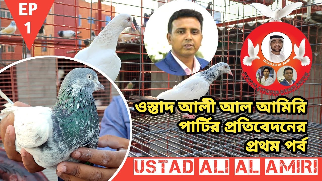 Ustad Ali Al Amiri ।। (EP-1) ওস্তাদ আলী আল আমিরি পার্টির বেঙ্গল ফাইটার প্রতিবেদ।। হাই ফ্লাইং কবুতর