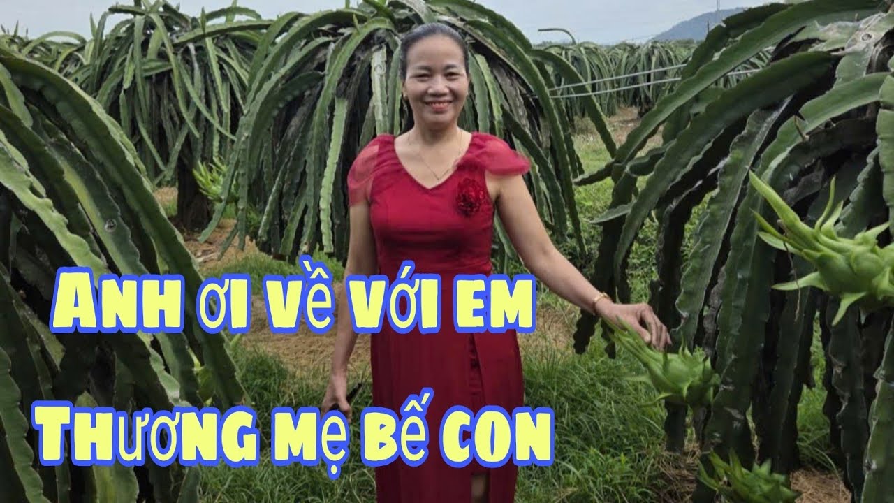 1598 Châu Nguyễn kết nối trái tim Chị có nhà Có vườn thanh long Mong anh về với em