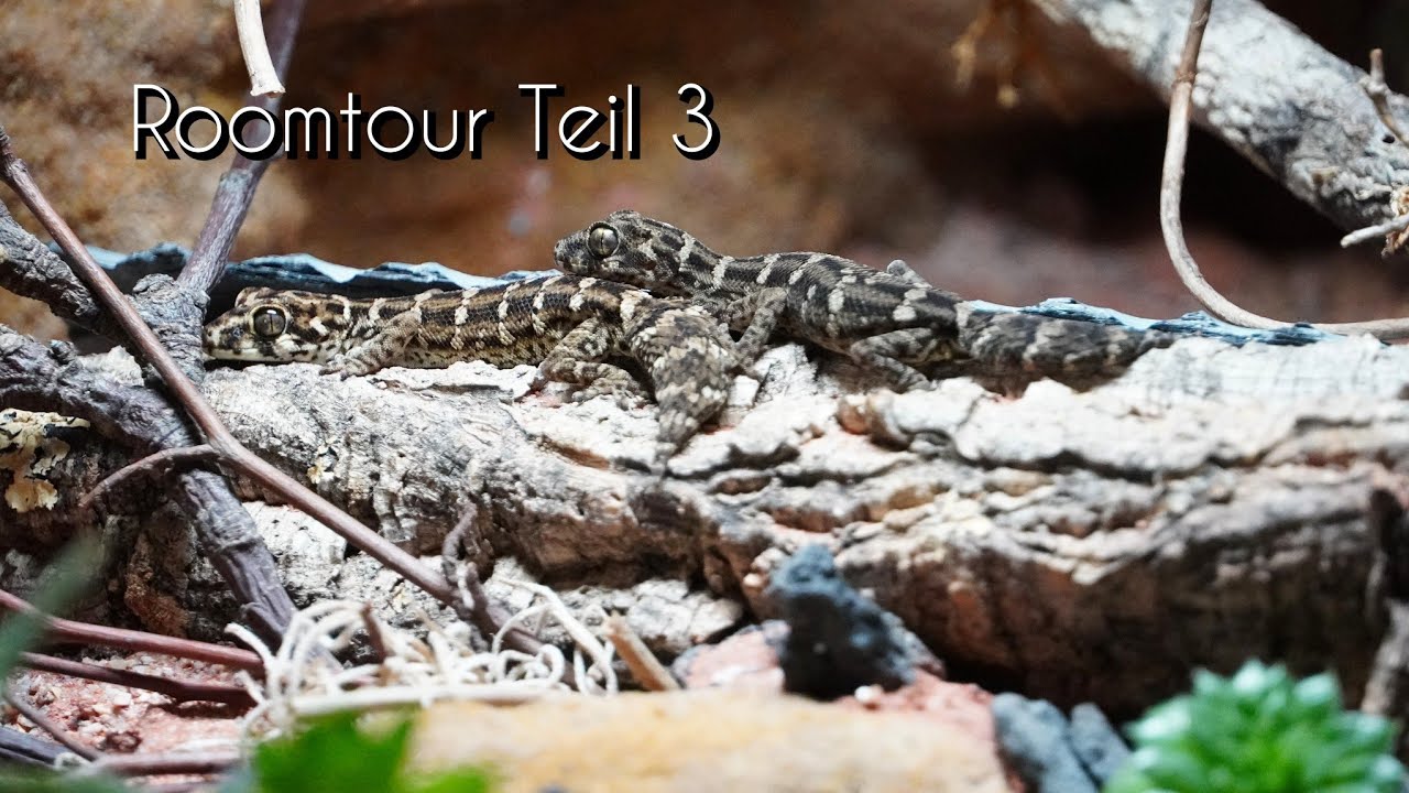 Roomtour Teil 3 - Hemidactylus imbricatus, Boa constrictor constrictor Guyana,Eublepharis macularius