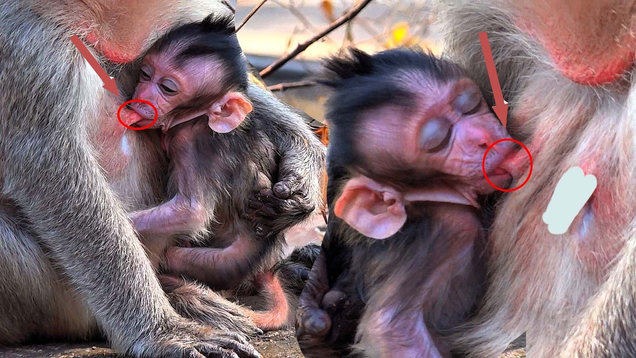 So cute! The little monkey is drinking milk and sleeping warmly in its mother's arms.
